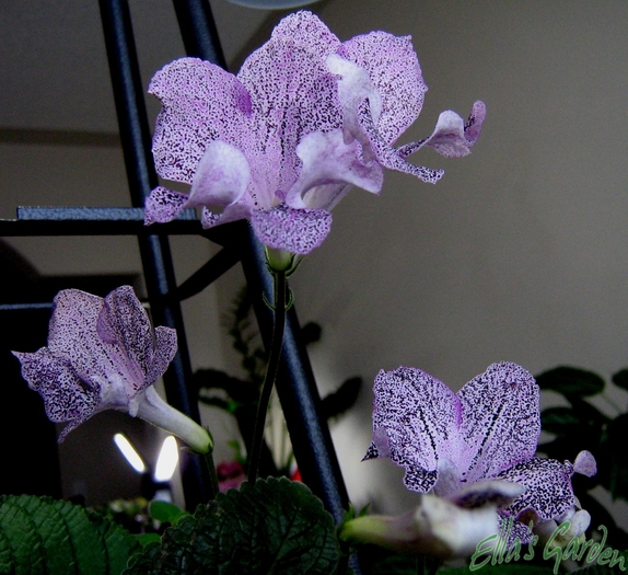  - Streptocarpus Hototogisu