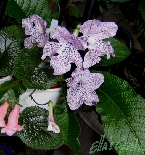  - Streptocarpus Hototogisu