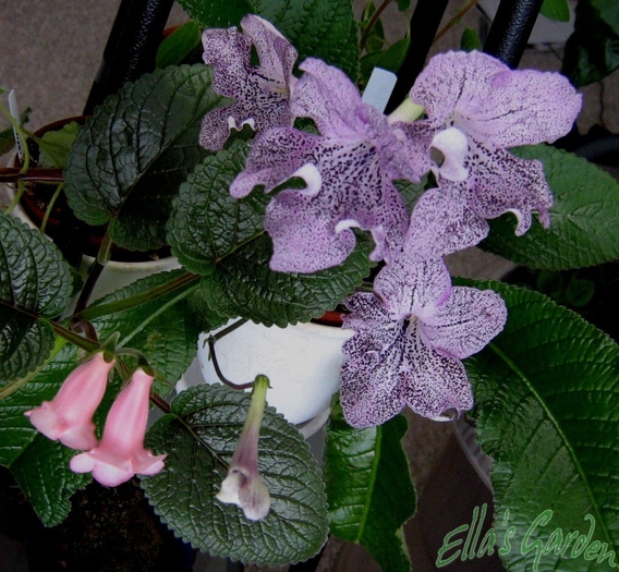  - Streptocarpus Hototogisu