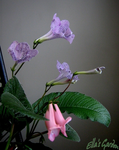  - Streptocarpus Hototogisu