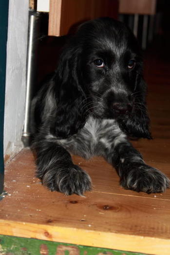 Stella - Cocker spaniel