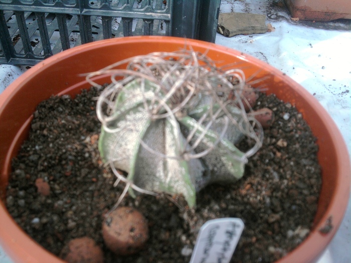 Astrophytum capricorne