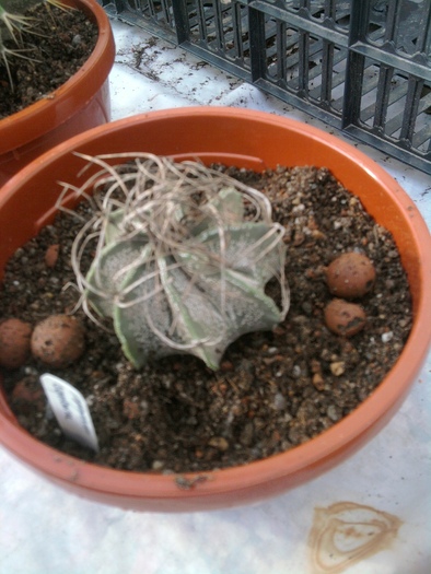 Astrophytum capricorne