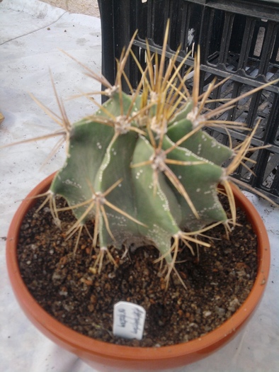 Astrophytum ornatum - Astrophytum