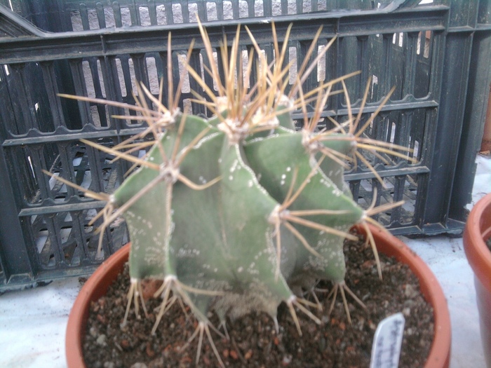 Astrophytum ornatum - Astrophytum