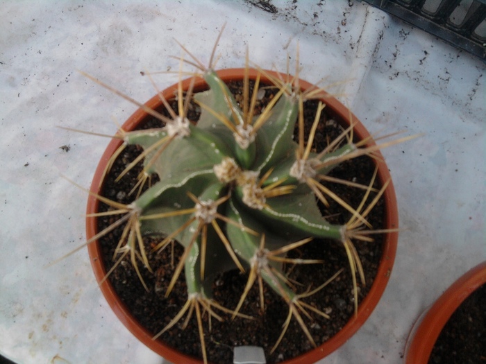 Astrophytum ornatum - Astrophytum