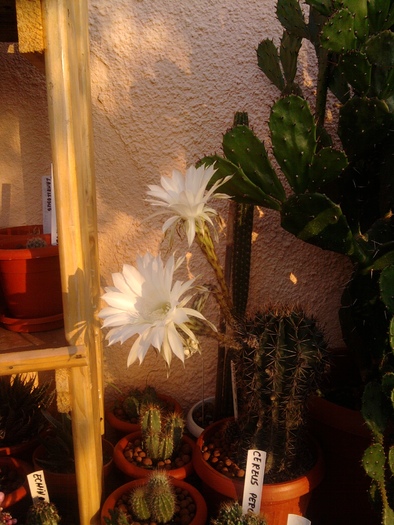 floare de echinopsis (2) - Echinopsis