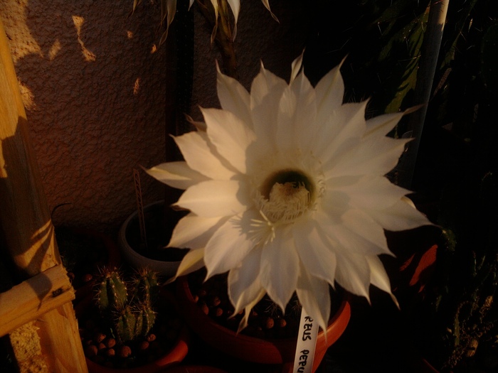 floare de echinopsis (3) - Echinopsis