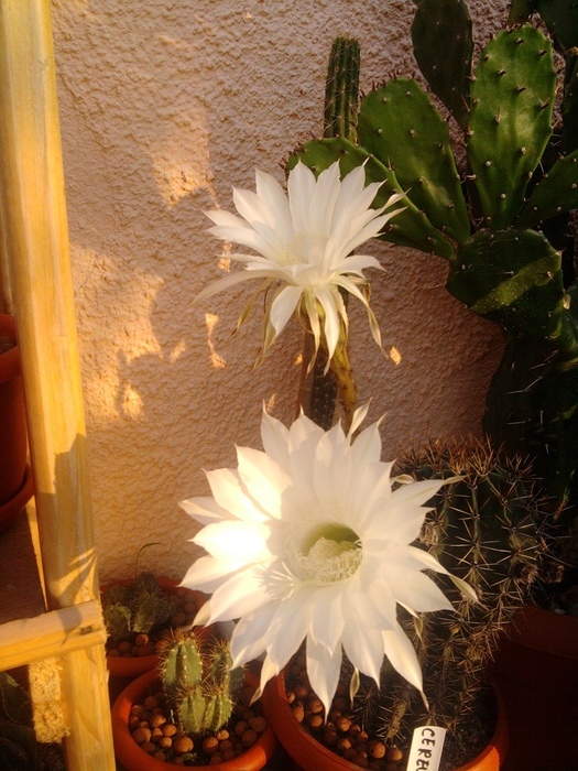 floare de echinopsis (4) - Echinopsis