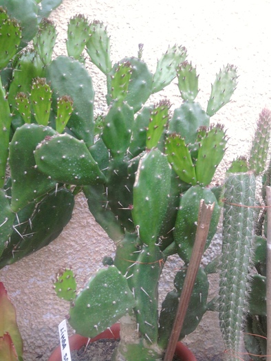 Brasiliopuntia brasiliierensis - Opuntia