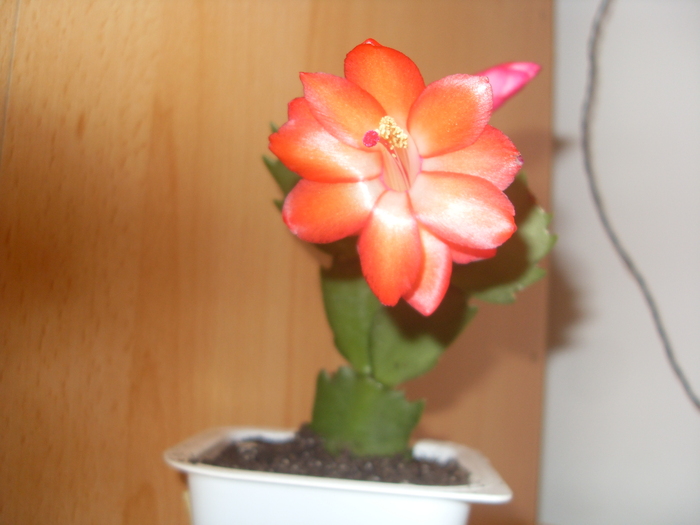 portocaliu - SCHLUMBERGERA 2010