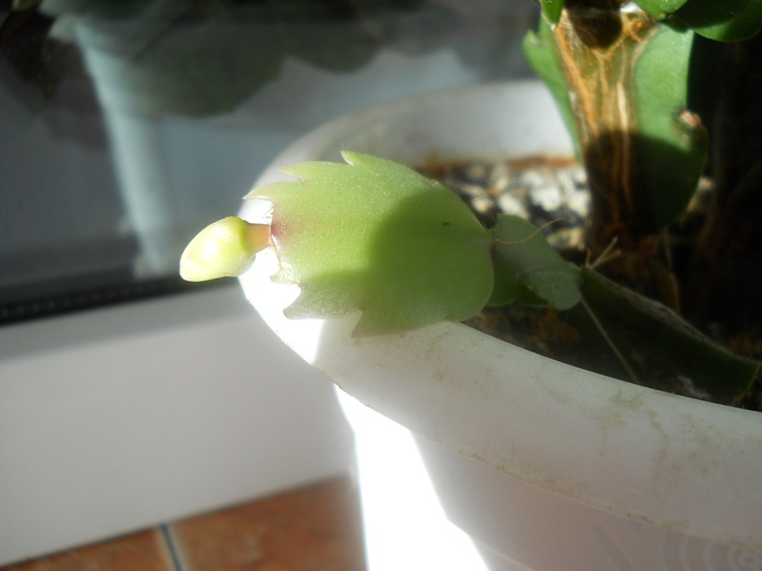 cea alba din jumate de frunzulita - schlumbergera