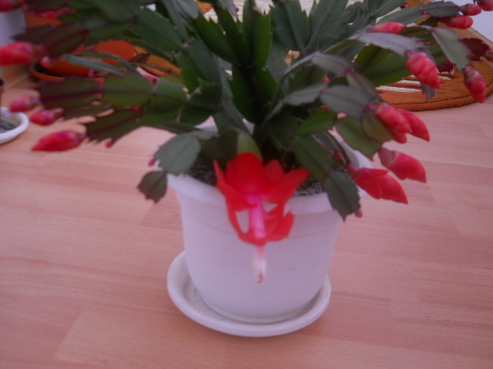 DSCN1118 - schlumbergera