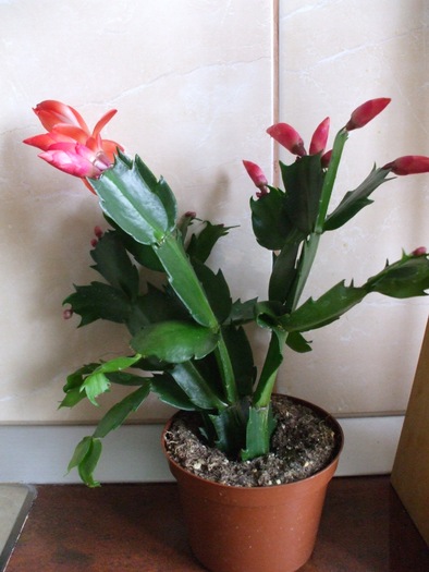 cand am cumparat-o - schlumbergera