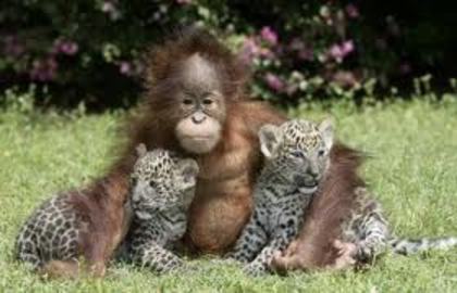 eeeeeeeeeeeeeeeeeeeeee - Animale haioase