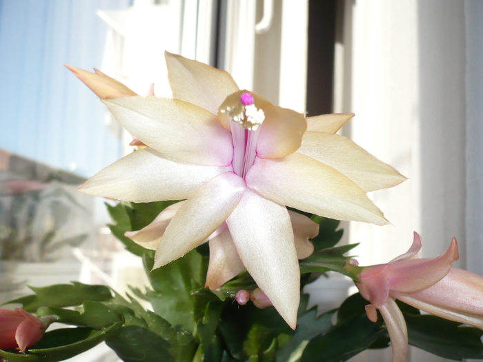 001 - schlumbergera