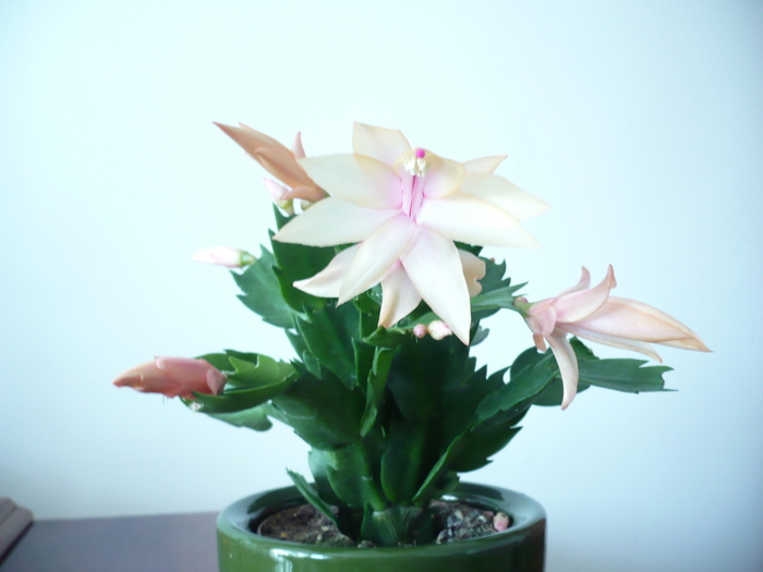 30 (4) - schlumbergera