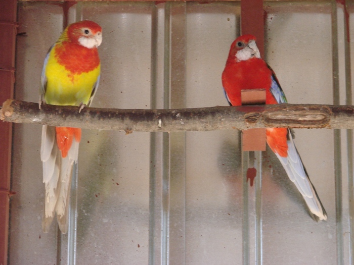 DSC03334 - Rosella