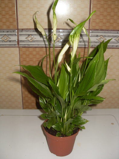 mic - SPATHIPHYLLUM