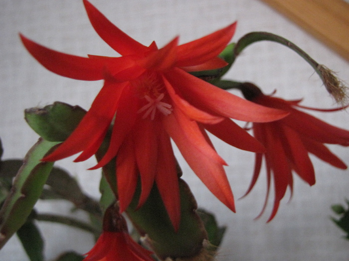 Rhipsalidopsis 15 noi 2010 (2) - schlumbergera si rhipsi