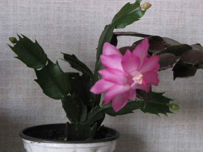 Schlumbergera 15 noi 2010 (1) - schlumbergera si rhipsi