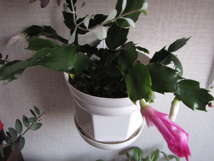 Schlumbergera 15 noi 2010 (2)