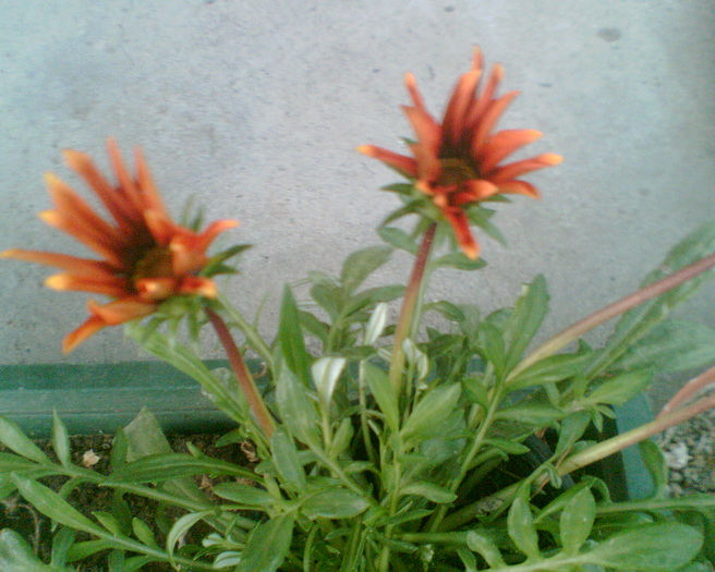 Imag002 - Gazania