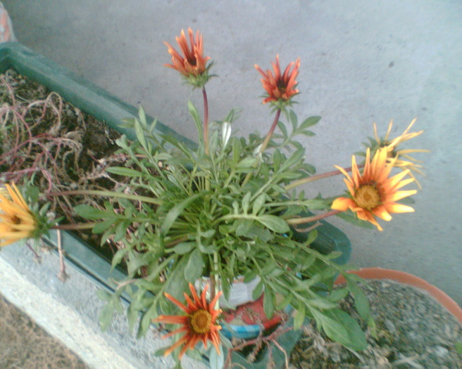 Imag003 - Gazania