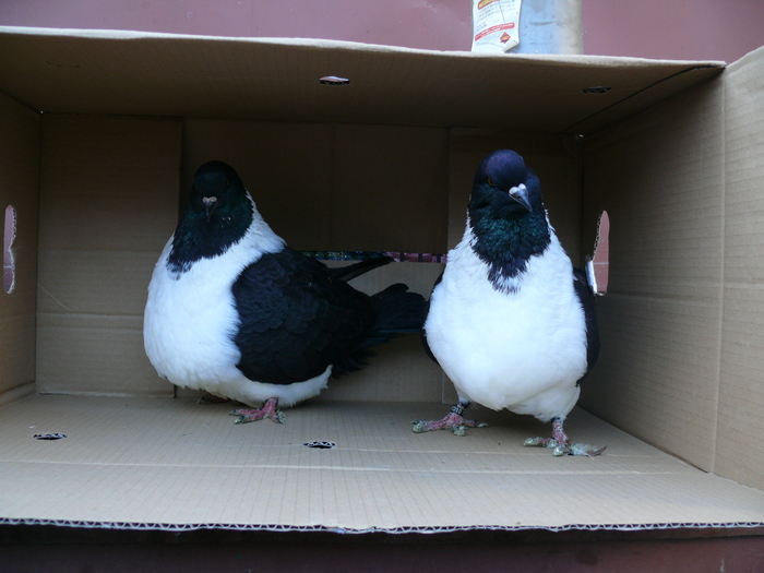 parintii anului 2011 - strasseri - 2010 arhiva