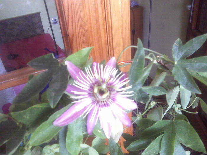 IMG211-01 - passiflora