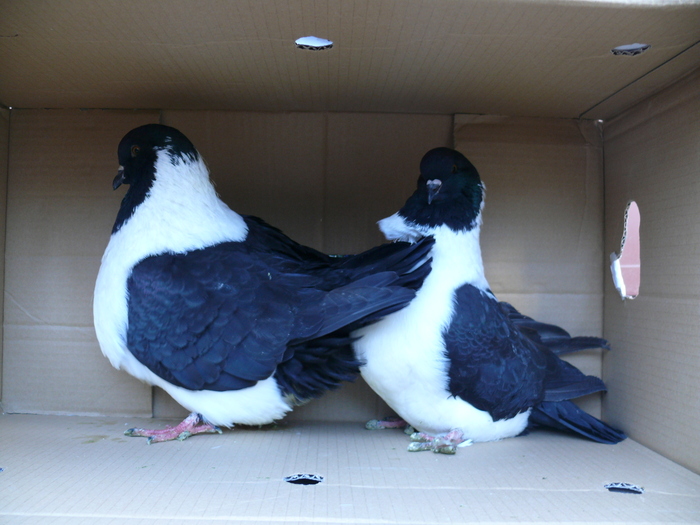  - strasseri - 2010 arhiva