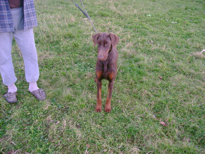 NELI 03 8luni - dobermani si Iluzia fica mea