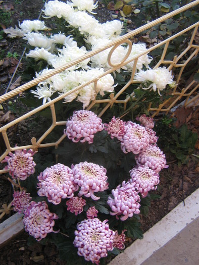crizanteme 304 - CRIZANTEME TUFANELE 2010