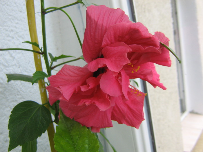 hibiscus rosu(trandafir japonez) - Balcon 2011-2012