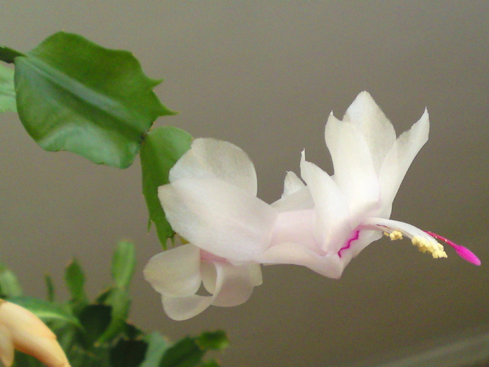 Schlumbergera roz pal - Plantele mele 2009-2010