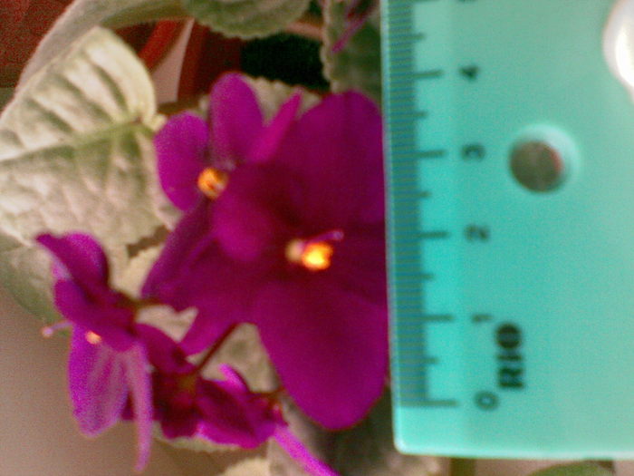 11112010(002) - violete