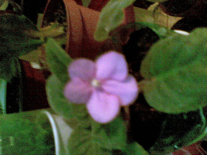 08112010(011) - violete