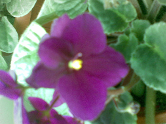 11112010(001) - violete