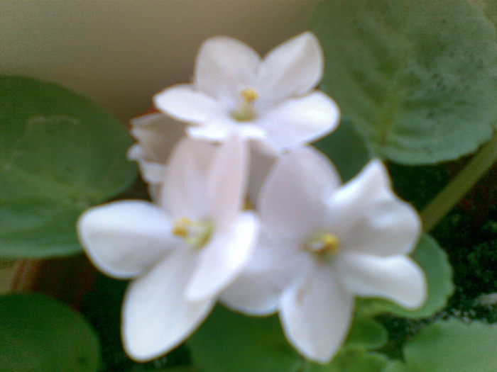 15112010(010) - violete