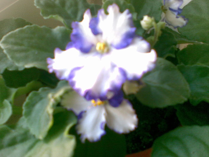 15112010(001) - violete