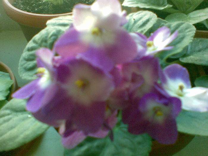 15112010(004) - violete