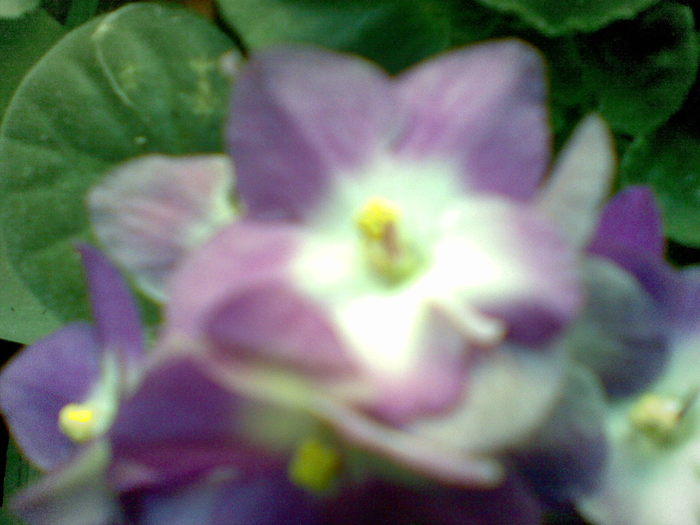 15112010(006) - violete