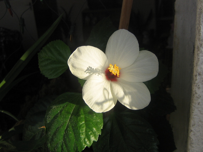 hibiscus alb - Balcon 2011-2012