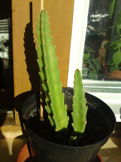 Stapelia grandiflora(multumesc Daniela) - Cactusi