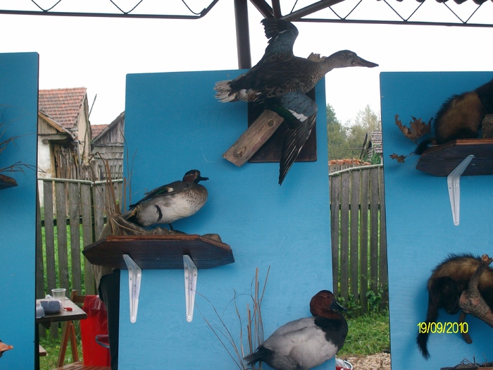 SANY3253 - festivalul vanatori bata jud arad