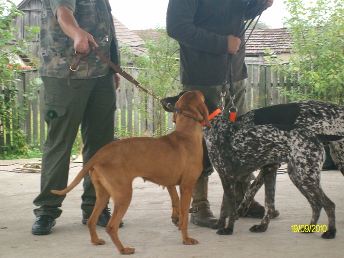 SANY3261 - festivalul vanatori bata jud arad