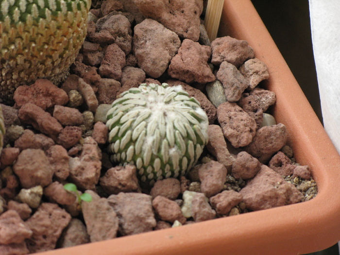 Pelecyphora aselliformis - CACTACEAE - diverse specii si genuri