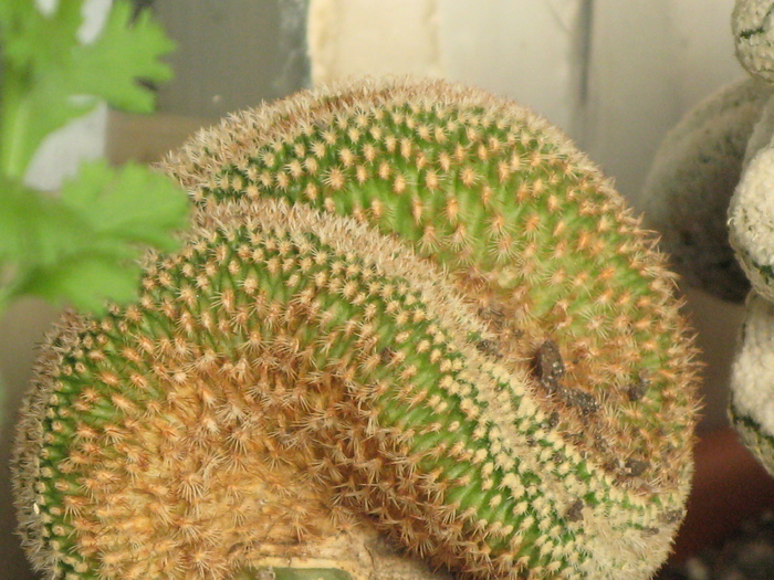 Notocactus Leninghausii Cristato