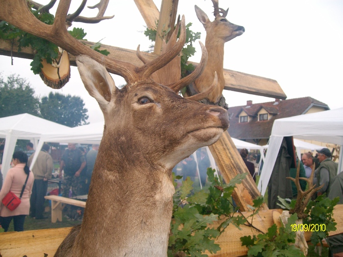 SANY3281 - festivalul vanatori bata jud arad