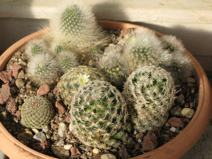 Mammillaria duwei, M. schiedeana ,M. aureilanata, Rebutia senile